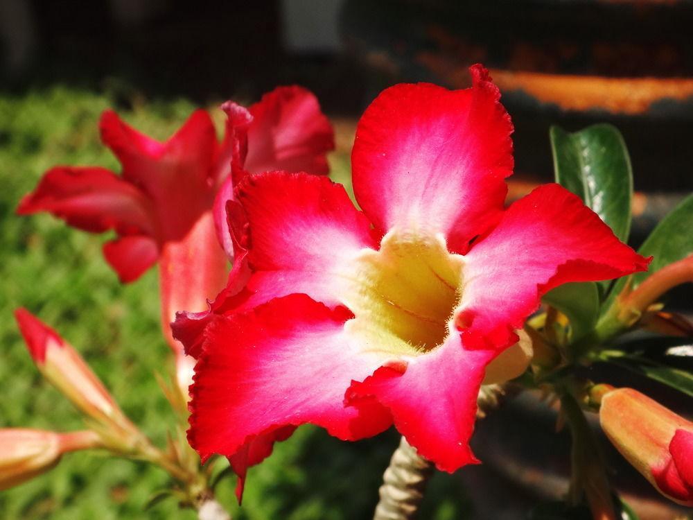 Stay With Me Guest House Chiang Mai Exterior photo